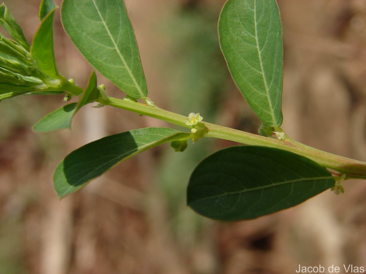 Phyllanthus maderaspatensis L.